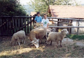Visite d'une ferme pédagogique